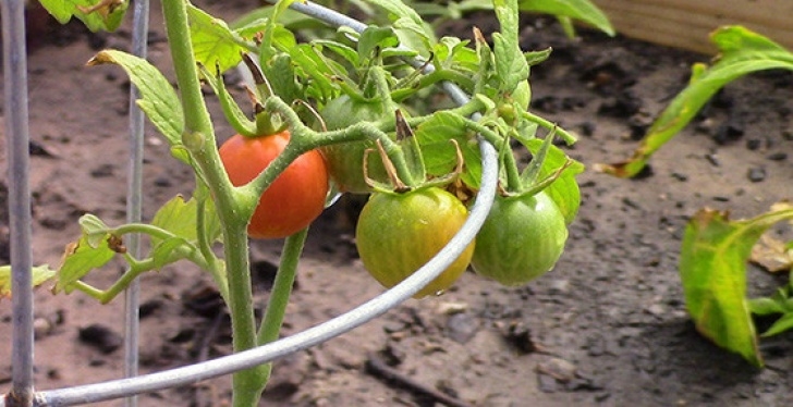 Easy Veggies To Grow How To Grow Vegetables - Easy Vegetables To Grow In Garden Photo 062