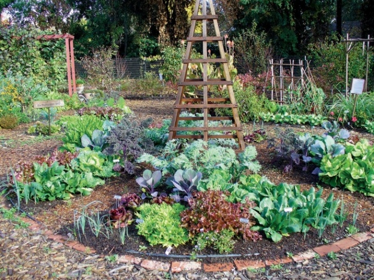 Edible Landscape Design Edible Landscaping Ideas: Design An Urban Vegetable Garden Image 253