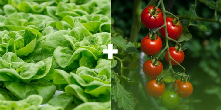 Eggplant Companion Plants 29 Plants You Should Always Grow Side-By-Side | Companion Photo 808