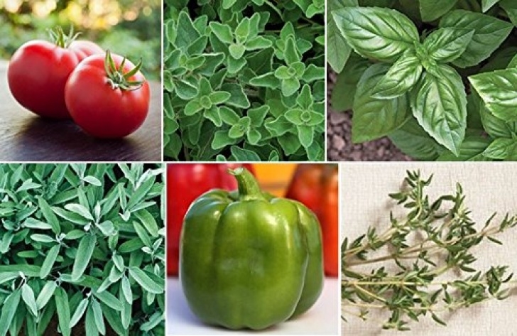 Eggplant Companion Plants Buy Eggplant Seeds Image 245