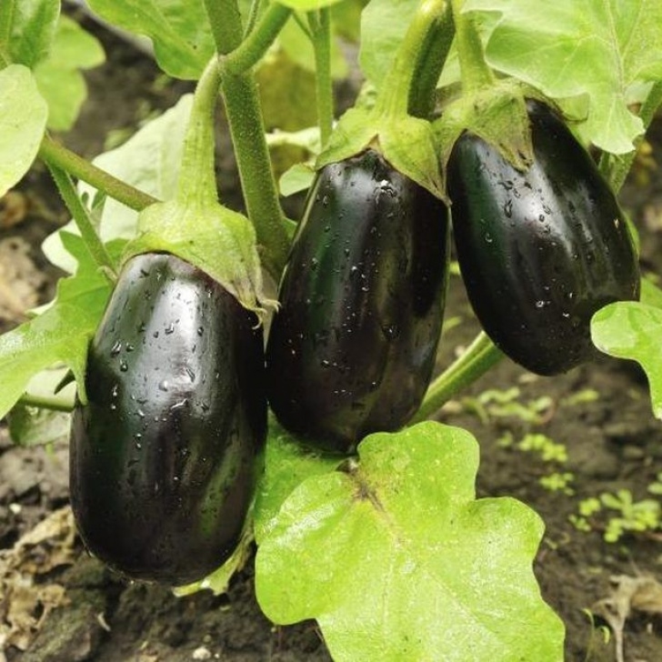 Eggplant Companion Plants Companion Planting With Eggplants | Gardening | Vegetable Photo 061