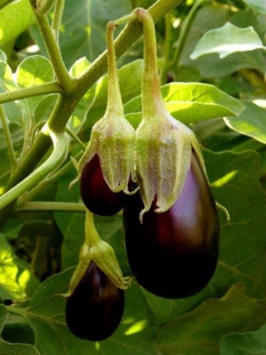 Eggplant Companion Plants Eggplant Feeding Guide – Learn How To Fertilize Eggplants Picture 299