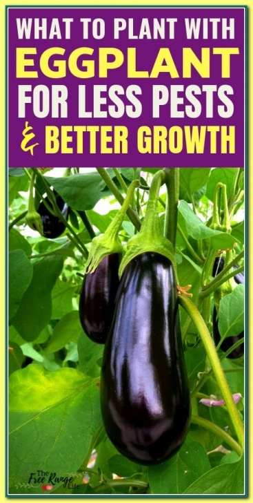 Eggplant Companion Plants Ideas How To Create A Thriving Organic Garden | Eggplant Image 632