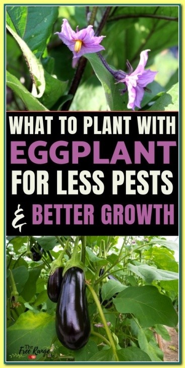 Eggplant Companion Plants Ideas How To Create A Thriving Organic Garden | Vegetable Photo 013