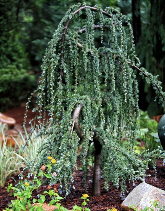 Evergreen Trees For Small Gardens 268 Best Specimen Trees Images On Pinterest | Specimen Picture 797