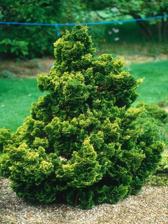 Evergreen Trees For Small Gardens 85 Best Narrow Columnar Trees &amp; Shrubs Images On Pinterest Image 546