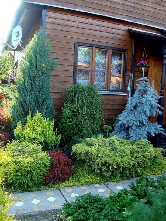 Evergreen Trees For Small Gardens Изображение. Garden. Ogród. Conifers. | Идеи Устройства Image 325