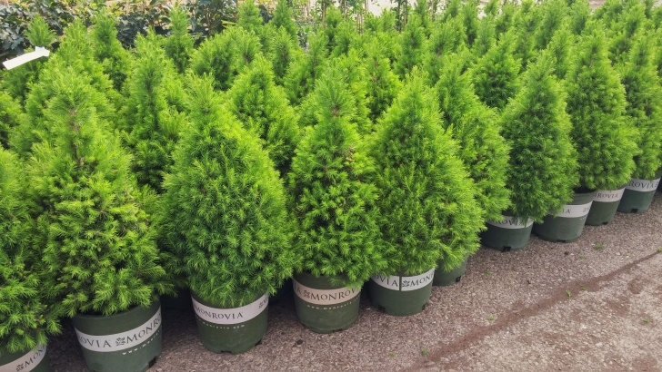 Evergreen Trees For Small Gardens Dwarf Alberta Spruce - A Perfect Cone Shaped Dwarf Conifer Image 713