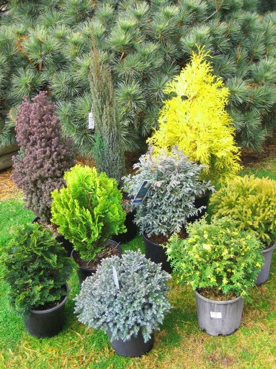 Evergreen Trees For Small Gardens Dwarf &amp; Slow Growing Conifers: Ideal For Pots, Rockeries Image 810