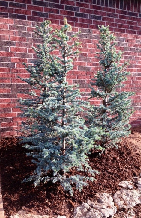 Evergreen Trees For Small Gardens Hortsmann Blue Atlas Cedar 8-10' X 5-6' In 10 Years Image 660