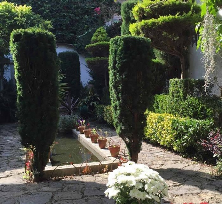 Evergreen Trees For Small Gardens Trees For Small Gardens - Deciduous Evergreen &amp; Topiary Picture 913