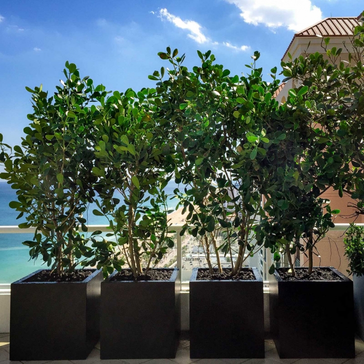 Extra Large Planters For Trees 11 Unique Extra Large Planters For Trees - Eplanters Photo 067
