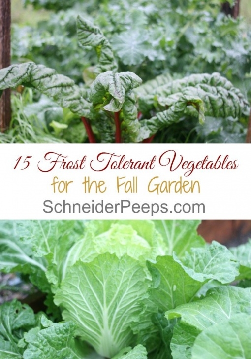 Fall And Winter Vegetables 15 Frost Tolerant Plants For The Fall And Winter Vegetable Image 131