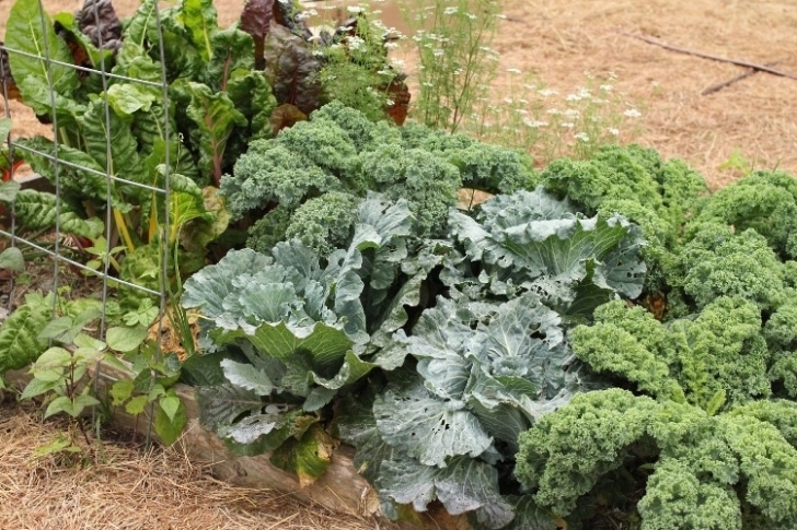 Fall And Winter Vegetables 15 Frost Tolerant Plants For The Fall And Winter Vegetable Image 177