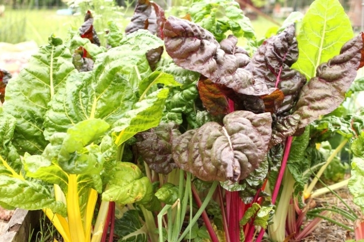Fall And Winter Vegetables 15 Frost Tolerant Plants For The Fall And Winter Vegetable Picture 900