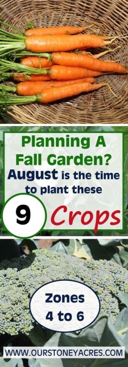 Fall And Winter Vegetables 9 Crops You Can Plant In August For Fall And Winter Picture 285