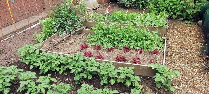 Fall And Winter Vegetables Getting Philadelphia Gardens Ready For Fall And Winter Picture 279