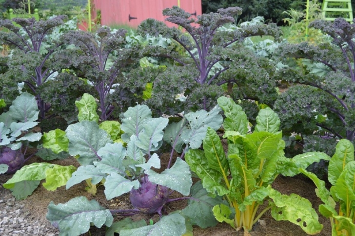 Fall And Winter Vegetables Growing Winter Vegetables | Hgtv Photo 784
