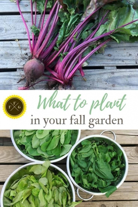 Fall And Winter Vegetables Ultimate Guide To Fall &amp; Winter Gardening | Vegetable Photo 264