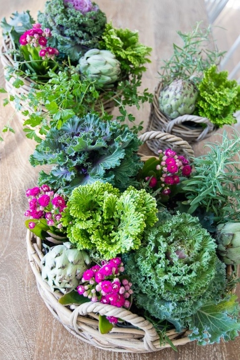 Fall Cabbage Plants Cabbage Fall Centerpiece | Fall Potted Plants, Plant Picture 041