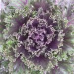 Fall Cabbage Plants Fall Ornamental Kale From $7.99 - Terra Greenhouses Image 636