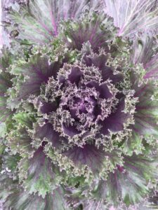 Fall Cabbage Plants Fall Ornamental Kale From $7.99 - Terra Greenhouses Image 636