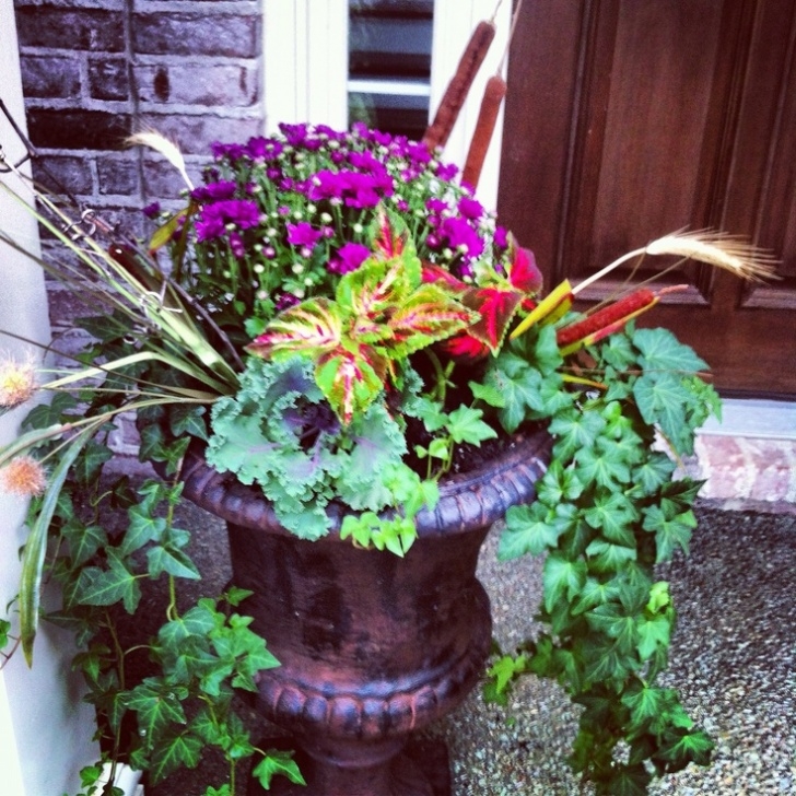 Fall Cabbage Plants Fall Planters Using Grasses , Coleus,Pink Mums,Ornamental Picture 449