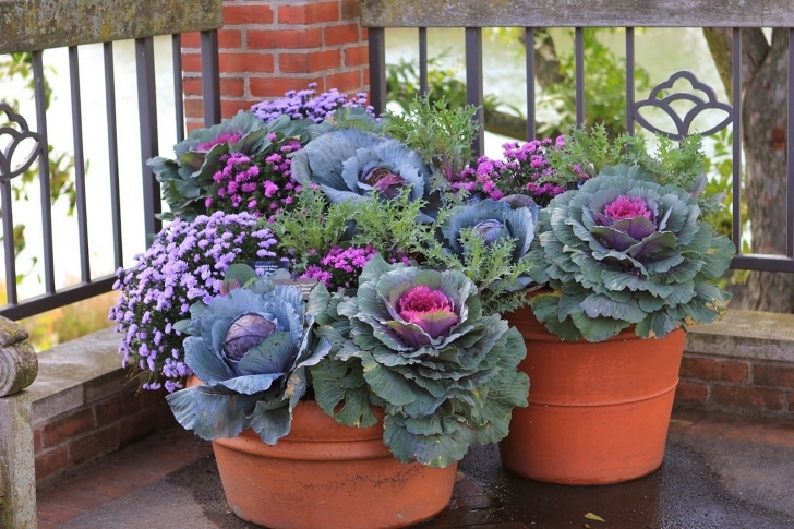 Fall Cabbage Plants Front Porch Flower Planter Ideas 33 (Front Porch Flower Photo 576