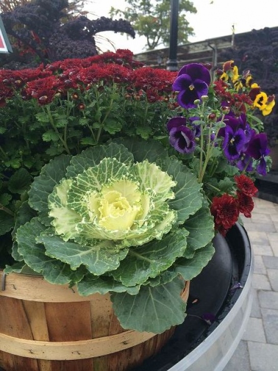 Fall Cabbage Plants How Are You Using Fall’s Harvest For Outdoor Displays Photo 866