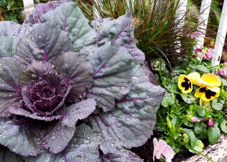Fall Cabbage Plants Refresh Containers With Cool Fall Flowers And Foliage Image 266