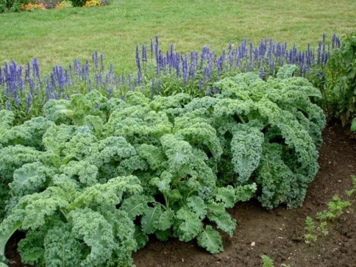 Fall Cabbage Plants Uncle Macs Garden Shed: Farm Girl'S Corner - Hailin' Some Picture 841