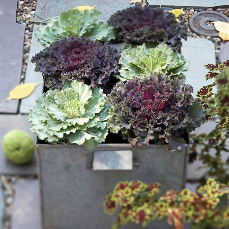 Fall Cabbage Plants Welcoming Autumn | Nancyc Picture 222