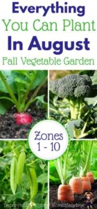 Fall Vegetables To Plant What To Plant In August For An Awesome Fall Garden Photo 030 Fall Vegetables To Plant What To Plant In August For An Awesome Fall Garden Photo 030