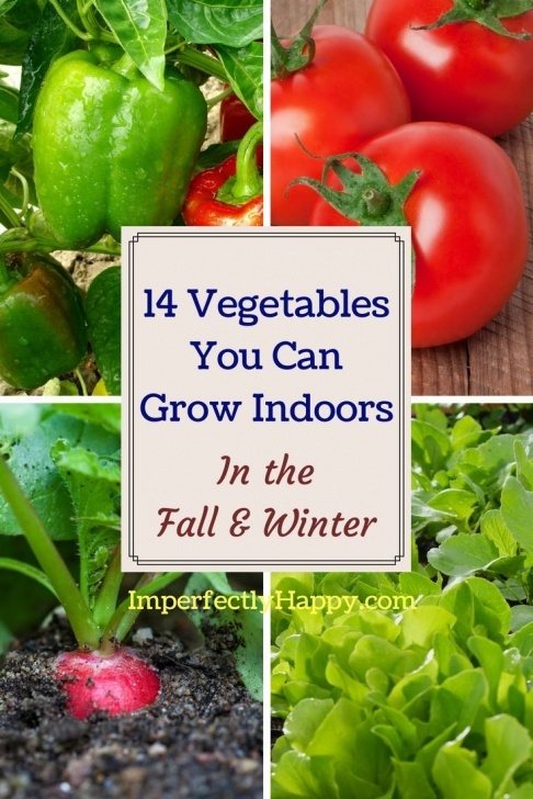 Fall Winter Vegetables 14 Vegetables You Can Grow Indoors In The Fall &amp; Winter Picture 337