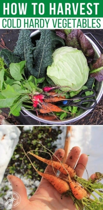 Fall Winter Vegetables Cold Hardy Crops For The Fall &amp; Winter Vegetable Garden Image 647