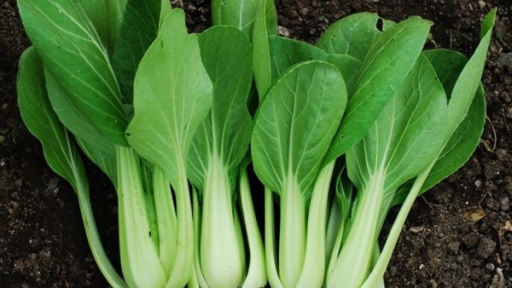 Fall Winter Vegetables Top 20 Fall/Winter Vegetables To Grow This Season – The Photo 991