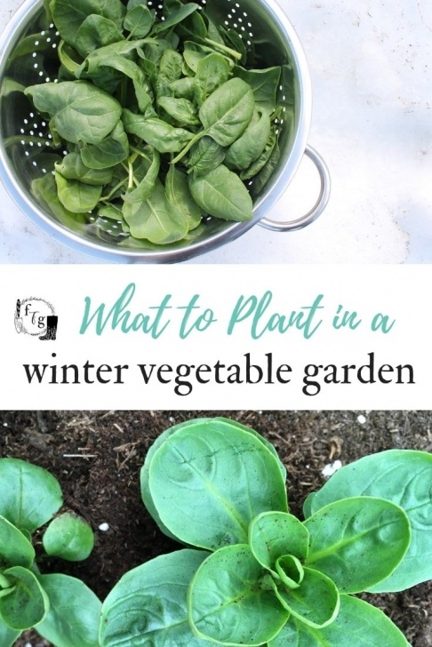 Fall Winter Vegetables Vegetables To Grow In The Winter Garden (With Images Image 650
