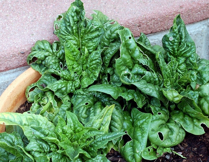 Fall Winter Vegetables Winter Fall Vegetables To Grow « Inhabitat – Green Design Picture 201
