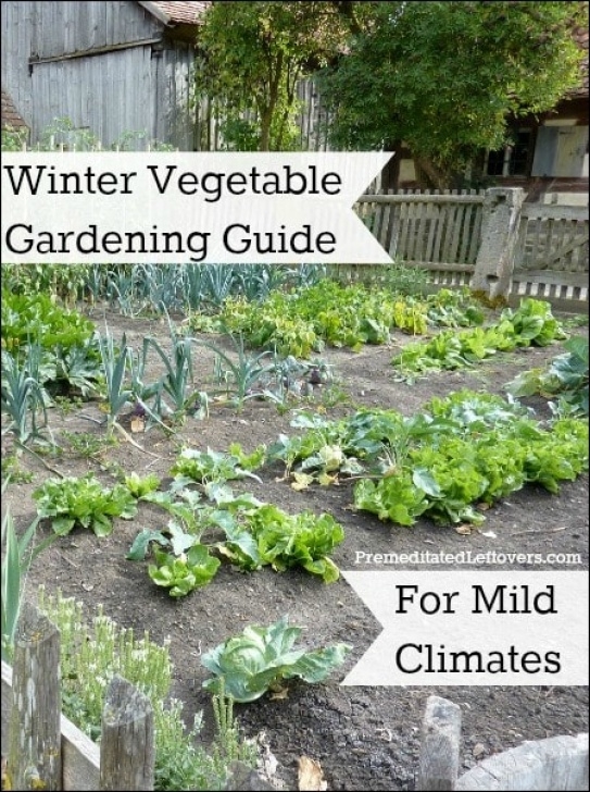 Fall Winter Vegetables Winter Vegetable Gardening Guide For Mild Climates Image 887