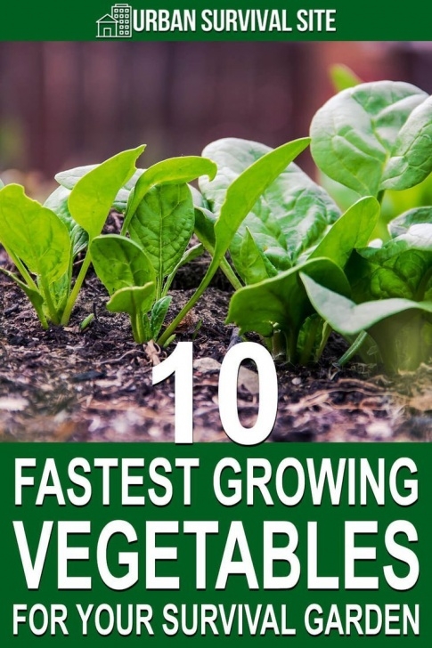 Fast Growing Vegetables In Pots 10 Fastest Growing Vegetables For Your Survival Garden In Photo 625