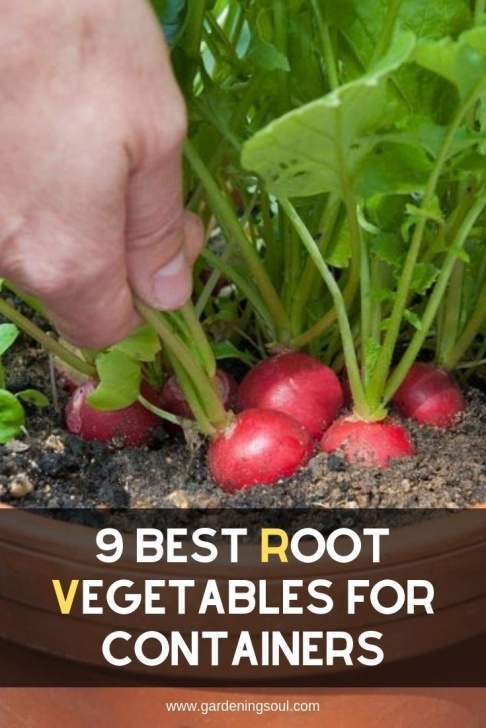 Fast Growing Vegetables In Pots 9 Best Root Vegetables For Containers | Container Image 421
