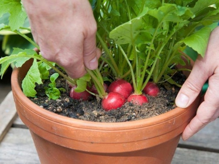 Fast Growing Vegetables In Pots Best &amp; Most Productive Vegetables To Grow In Pots Photo 834