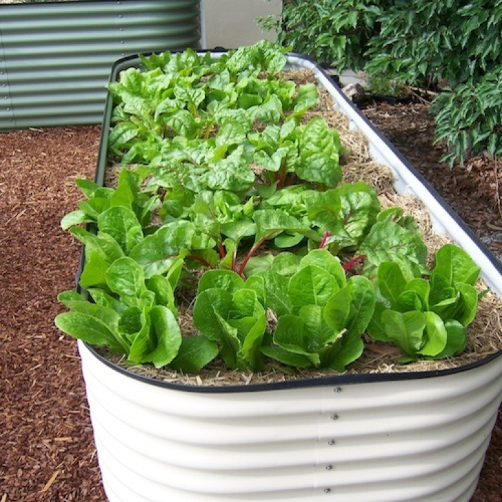 Fast Growing Vegetables In Pots Container Gardening - Growing Vegetables In Urban Planters Photo 450