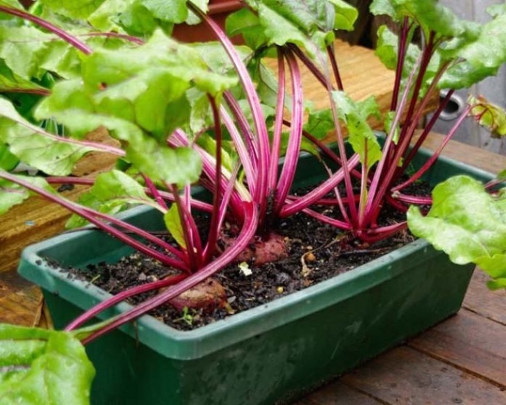 Fast Growing Vegetables In Pots How To Grow Beets In Pots | Growing Beets, Organic Picture 179