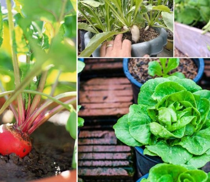 Fast Growing Vegetables In Pots Leafy Vegetables Archives | Balcony Garden Web Picture 271