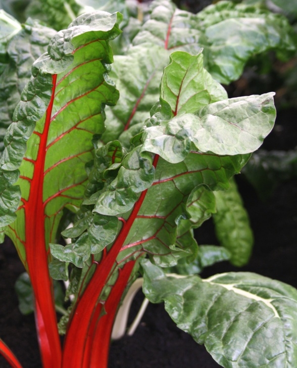 Fast Growing Vegetables In Pots What To Grow At The Allotment. - Growing Nicely Photo 751