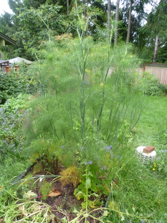 Fennel Companion Plants Fennel: Grow Your Own Straws &amp; More | Rock Farmer Image 670