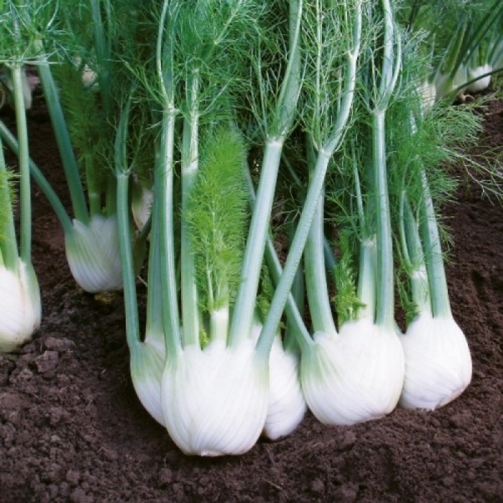 Fennel Companion Plants Fennel Herb Seeds - Irish Plants Direct Picture 858