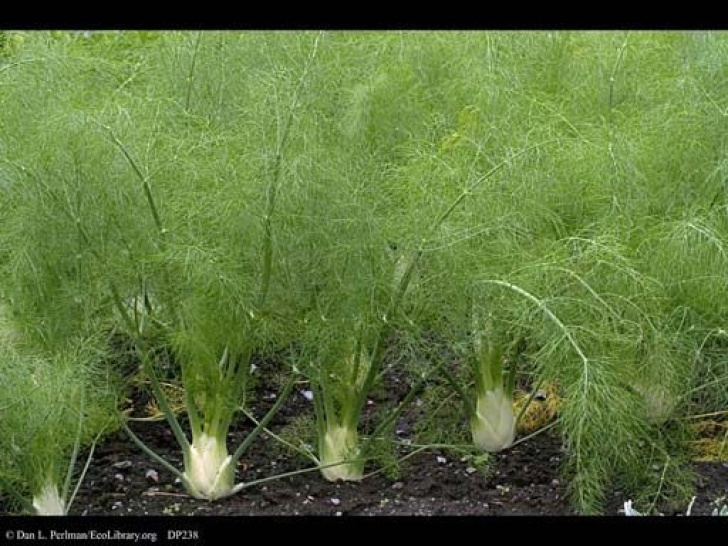 Fennel Companion Plants Florence Fennel Larval Plant (With Images) | Herb Seeds Photo 350