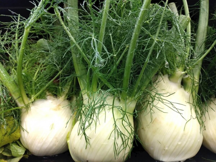 Fennel Companion Plants How To Grow, Harvest, And Use The Humble Fennel Plant Photo 013
